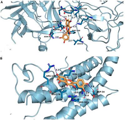 Mechanism of Hedyotis Diffusa in the Treatment of Cervical Cancer